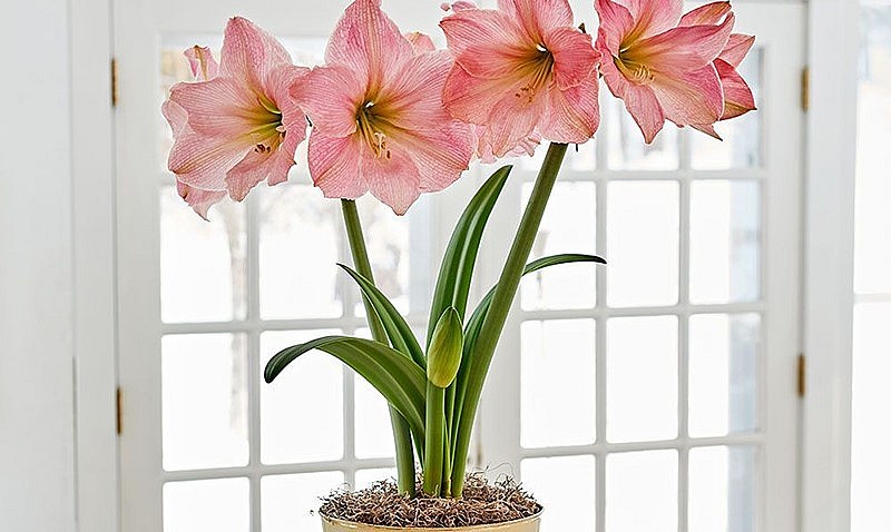 Hoa lan huệ tượng trưng cho niềm vui và sự thịnh vượng.