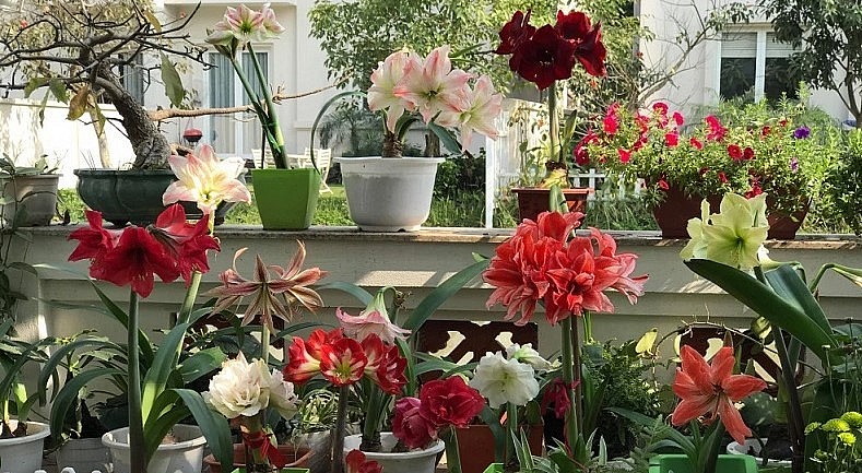Những bông hoa lan huệ sẽ làm ngôi nhà bạn trở nên rực rỡ, sang trọng và tạo được ấn tượng.