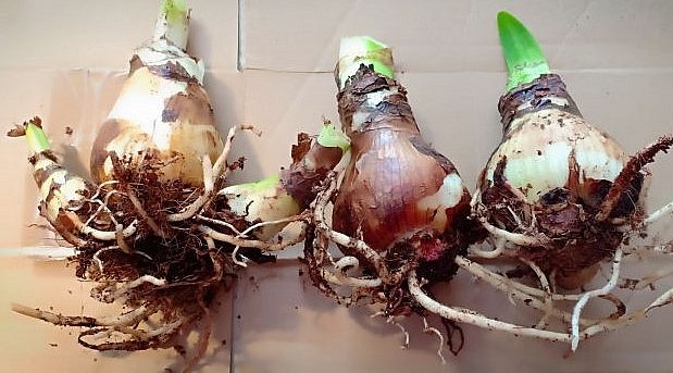 Củ lan huệ giống.