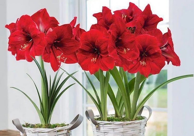 Hoa lan huệ là loài hoa làm biết bao nhiêu người si mê trước vẻ đẹp của nó. 