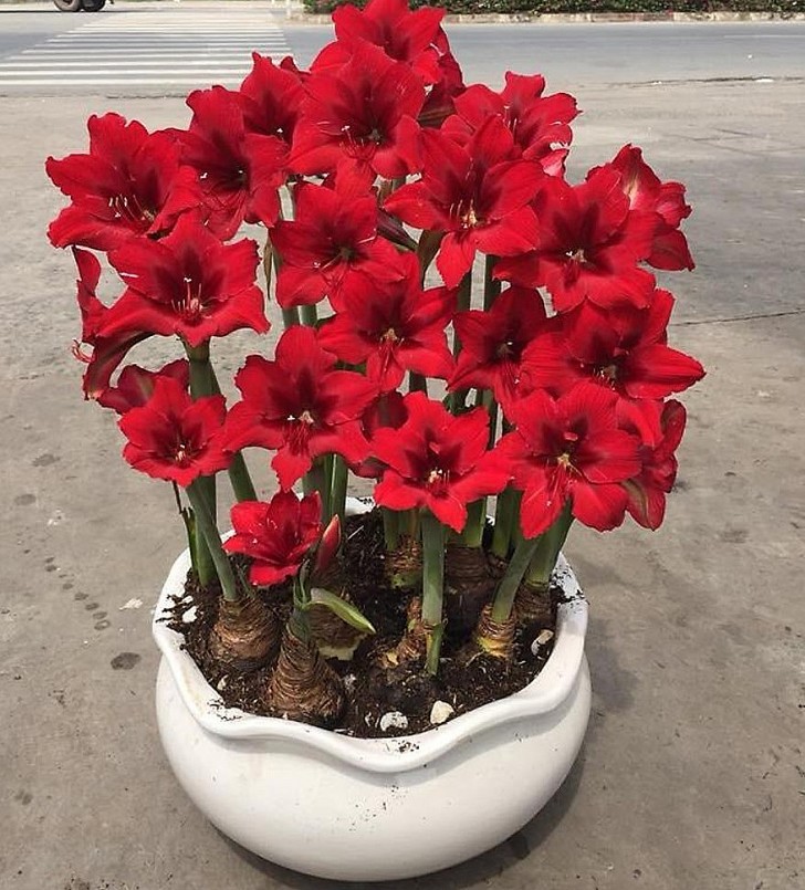 Lan huệ ưa ánh nắng buổi sáng sớm sẽ làm cây hấp thụ nhiều hơn đấy