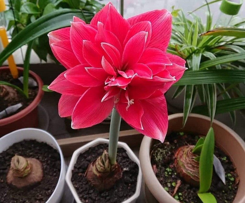 Chăm sóc cây hoa lan huệ cũng rất đơn giản.