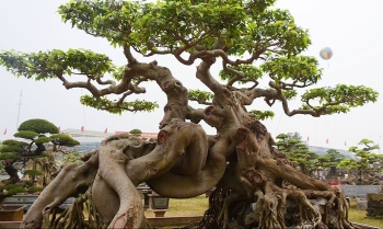 Vườn cây cảnh được trả 500 tỷ của đại gia Toàn “đô la” nơi rồng bay phượng múa