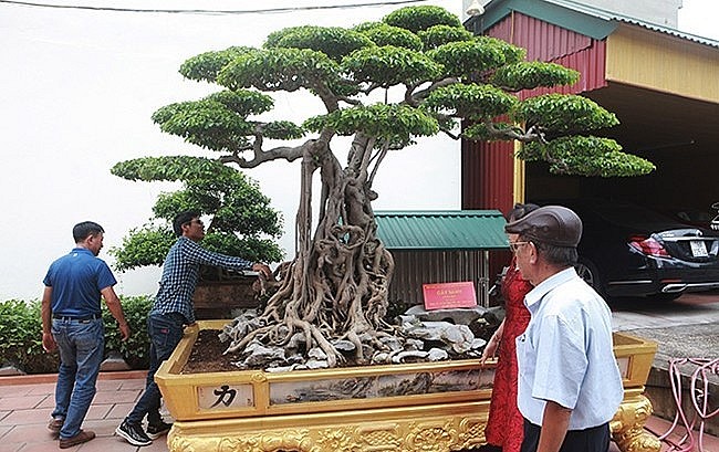 Ông Toàn sưu tầm những siêu cây cảnh độc lạ nhằm gìn giữ tinh hoa cây cảnh cho các thế hệ con cháu.
