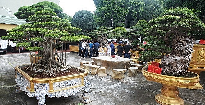 Hàng ngày, rất nhiều người yêu cảnh cảnh trong và ngoài nước đến thăm quan. Chủ nhân cho biết, có ngày tiếp khách từ 7h sáng đến 22h đêm.