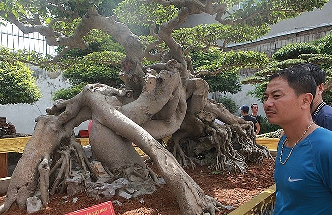 Tác phẩm sanh “Ngọa hổ tàng long”, đầu hổ mình rồng được khách người Đài Loan trả 1,4 triệu USD nhưng ông Toàn không bán. 