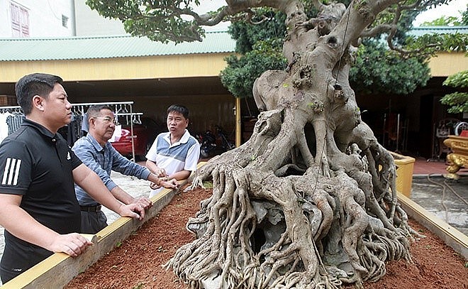 Bà Ngô Thị Thu (vợ ông Toàn) cho biết, cách đây hơn chục năm, bà ôm 5 tỷ đồng giấu chồng, bắt taxi đi vào vùng núi ở Tuyên Quang mua cây sanh quý này.