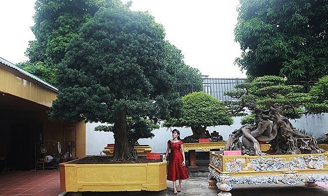 Những kiệt tác này được vợ chồng ông Toàn lưu giữ đã đoạt rất nhiều các giải thưởng lớn, nhỏ trong các cuộc thi cây cảnh ở Việt Nam.