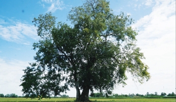 Cây cổ thụ trăm năm cô đơn trên cánh đồng, người dân dâng hương khi vào vụ mới