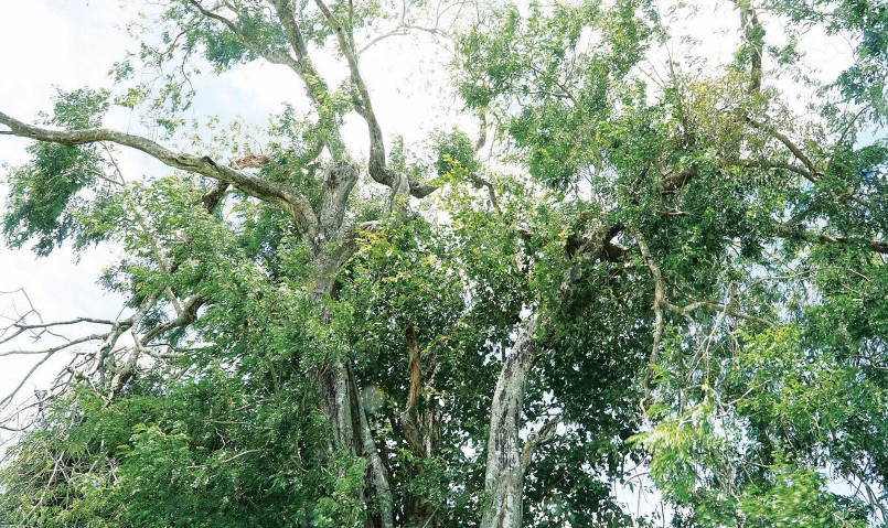 Cây cô thụ cô đơn cành nhánh tua tủa, lộ vẻ già nua.