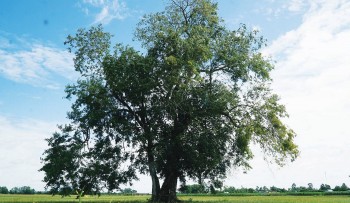 Cây cổ thụ trăm năm cô đơn trên cánh đồng, người dân dâng hương khi vào vụ mới