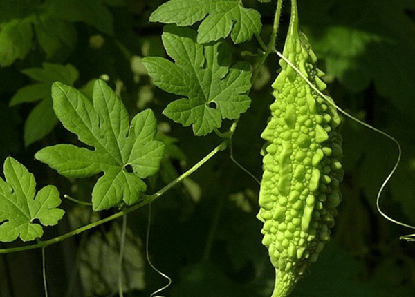 Thực phẩm giúp thải độc gan hiệu quả sau khi sử dụng bia rượu