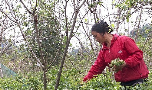 Nhiều nông dân ở “cao nguyên trắng Bắc Hà” đã mạnh dạn trồng cây Ngũ gia bì hương dưới tán cây mận Tam Hoa. Nhiều nông dân ở “cao nguyên trắng Bắc Hà” đã mạnh dạn trồng cây Ngũ gia bì hương dưới tán cây mận Tam Hoa.
