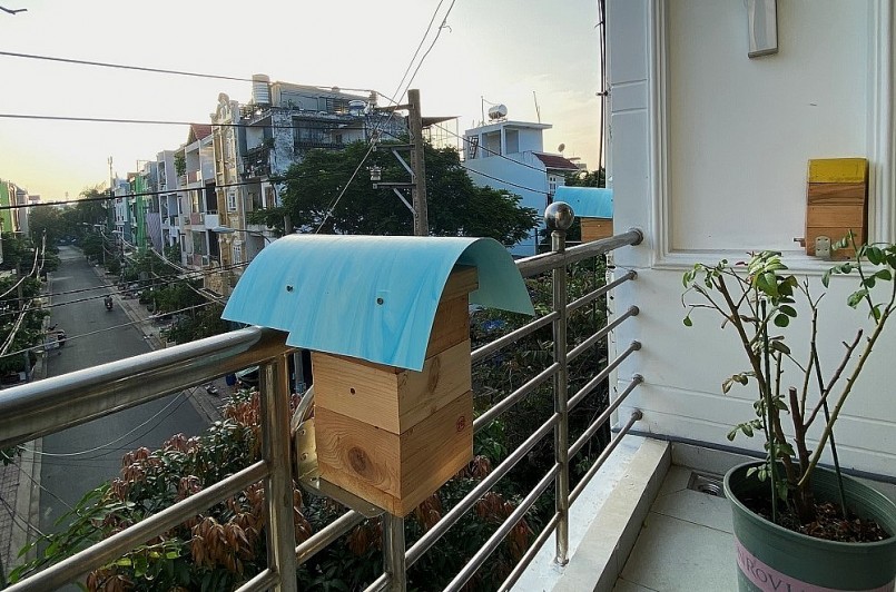 Nuôi ong dú làm cảnh nơi thành phố.