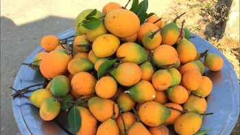 Trái rừng tên nghe lạ lẫm có vị chua nhưng là chua ngon, sao hôm nay ăn mai đã thấy thèm