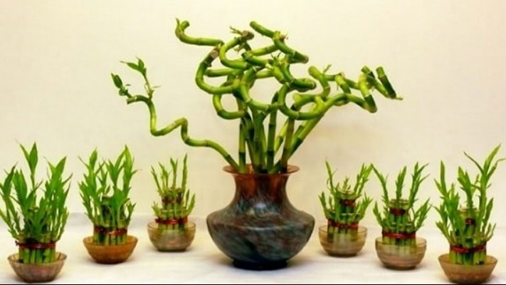 Những cây cảnh để bàn làm việc năm mới vừa may mắn, vừa 