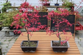 Trồng la liệt cây phong lá đỏ ngoài cánh đồng, người người kéo tới mua anh nông dân chốt đơn mỏi tay