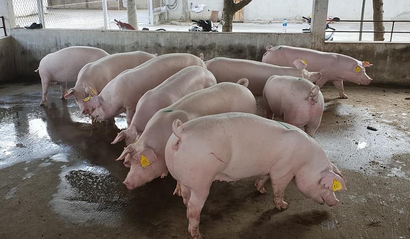 Giá heo hơi hôm nay (28/1), duy trì quanh mức 51.000 – 54.000 đồng/kg. 