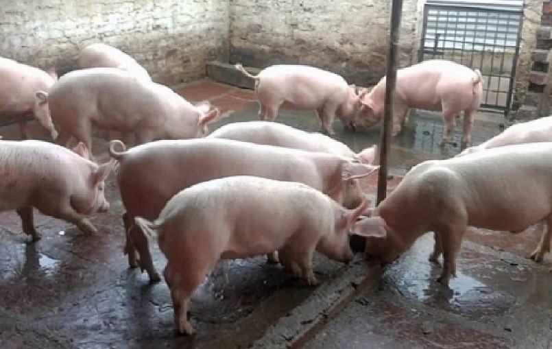 Giá heo hơi hôm nay tiếp tục không có biến động mới trên thị trường cả nước. 