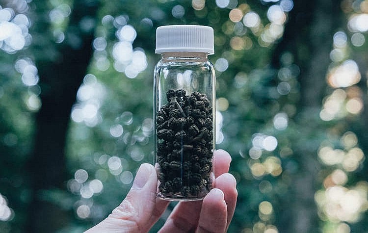 Từ một phát hiện tình cờ, chu-hi-cha có thể là loại trà từ phâm sâu bướm được sản xuất thương mại đầu tiên trên thế giới.