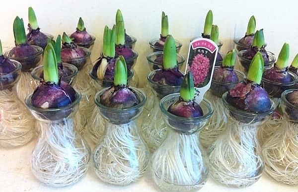 Có 2 cách trồng cây cảnh dạ lan hương là trồng đất và trồng thủy canh. 