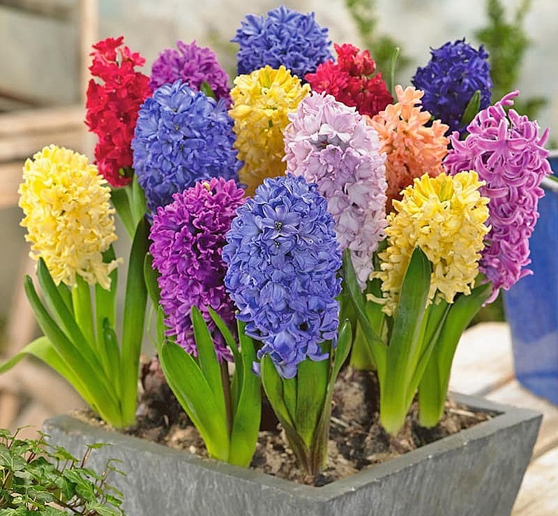 Ý nghĩa hoa dạ lan hương là biểu tượng đại diện cho tình yêu của đôi lứa, tuổi trẻ.