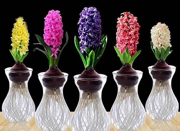 Có thể điều khiển hoa dạ lan hương nở theo ý muốn.