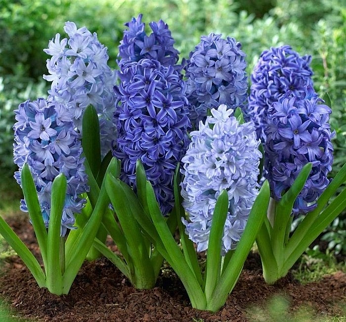 Hoa dạ lan hương trồng trong đất.