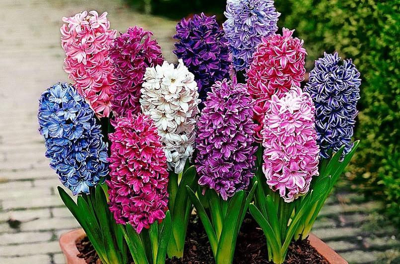 Hoa dạ hương, loài hoa có hương thơm quyến rũ nhất trong các loài hoa. 