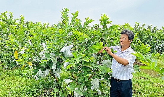 có Ông  Lưu Cung Xứng trở thành một trong những đại gia thu gần một tỷ đồng mỗi năm từ cây ổi.