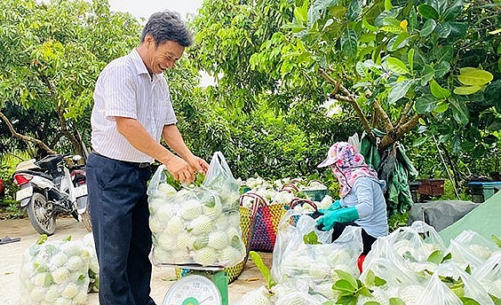 Mỗi năm gia đình ông Xứng cung cấp ra thị trường khoảng 100 tấn ổi.