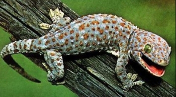 Tắc kè khổng lồ giá tiền tỷ, sống trường thọ hay tiền mất tật mang?