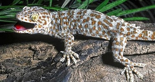 Do nhu cầu cao nên tắc kè ngoài tự nhiên bị săn lùng ráo riết.