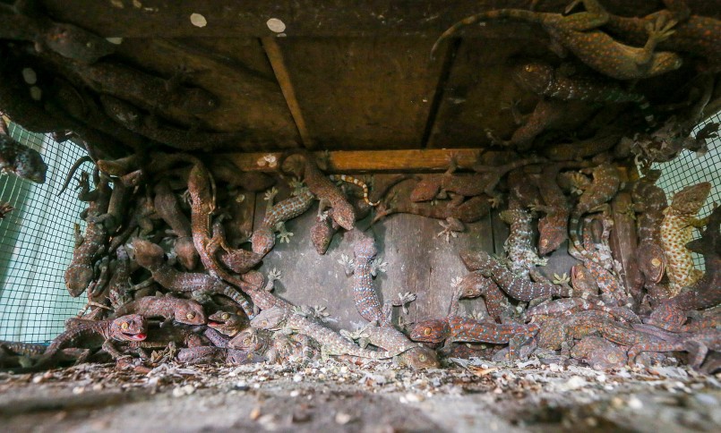 Trang trại nuôi tắc kè hoa quy mô lớn tại TP.HCM.