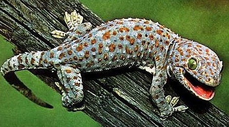 Cách đây vài năm bỗng rộ lên phong trào săn lùng tắc kè khổng lồ.