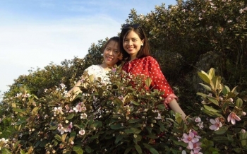 Làm chuyện ngược đời lên rừng trồng sim ai ngờ thành triệu phú