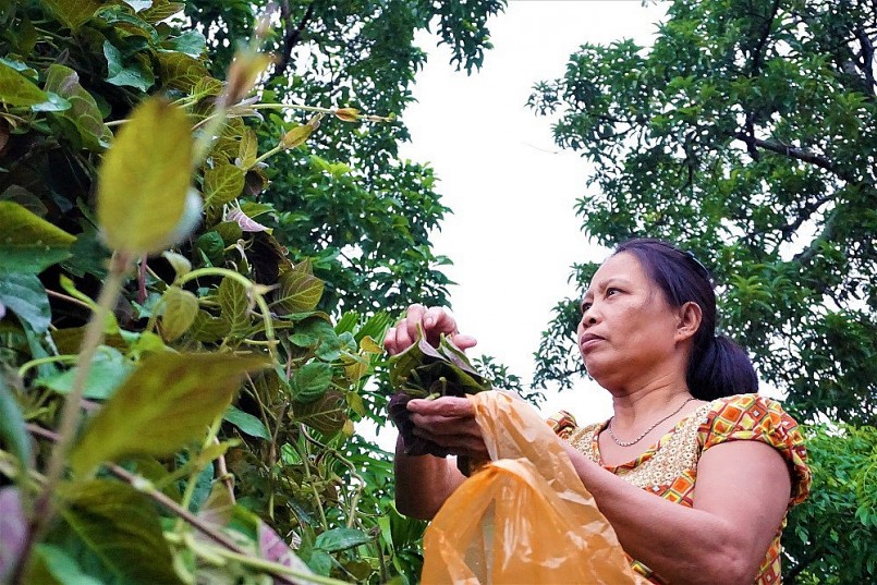 Một năm bà Ngà có thể kiếm thêm thu nhập từ 9-10 triệu đồng từ việc bán lá mơ tím Một năm bà Ngà có thể kiếm thêm thu nhập từ 9-10 triệu đồng từ việc bán lá mơ tím