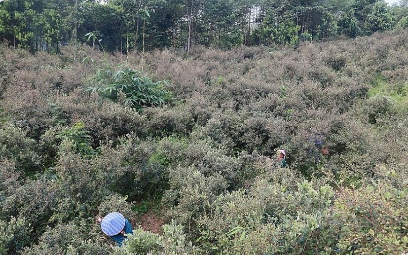 Chị Phiến là người tiên phong ở địa phương lên rừng trồng sim.