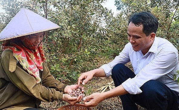 Mô hình trồng sim rừng của chị Phiến được nhiều người học hỏi và địa phương khuyến khích nhân rộng.