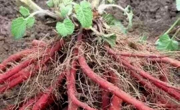 Trồng loại cây sâm quý đến nỗi nhổ lên bán rễ gần nửa triệu/kg