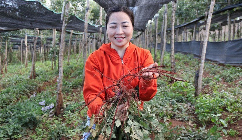 Sau 1 năm trồng, mỗi sào đan sâm dự kiến thu được khoảng 1,3 tấn rễ tươi (tương đương khoảng 680 kg).