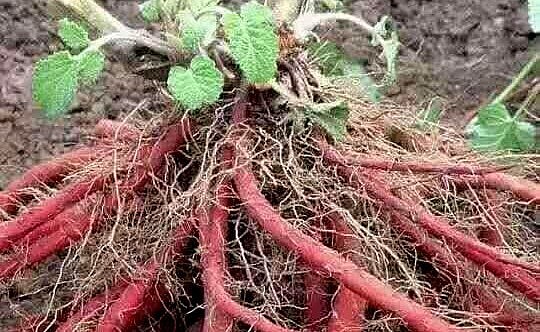 Đan sâm là cây dược liệu mới đang được khuyến khích trồng để nâng cao thu nhập cho người dân.