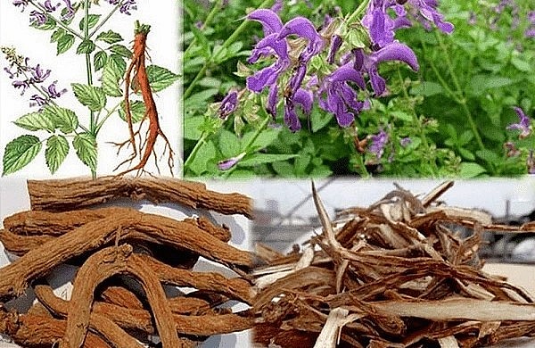 Với giá trị dược liệu, cây đan sâm nếu được trồng và nhân rộng sẽ đem lại hiệu quả kinh tế. 