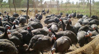 Nuôi con bay giỏi như chim, ăn thức ăn rẻ tiền, tưởng nuôi chơi ai ngờ thu hàng trăm triệu