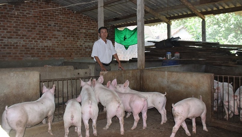 Giá heo hơi hôm nay vẫn duy trì ở mức thấp, người chăn nuôi gặp nhiều khó khăn.