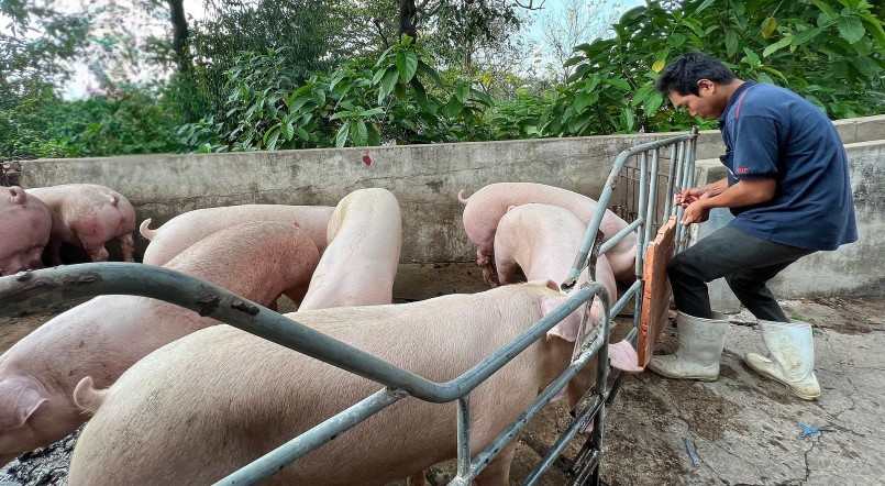 Giá heo hơi hôm nay (29/1) tiếp tục đi ngang, khép lại một tuần ổn định quanh mức 51.000 đến 54.000 đồng/kg.