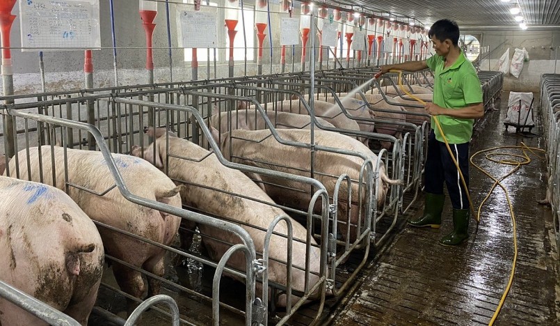 Giá heo hơi  được kỳ vọng sẽ có những điều chỉnh trong tuần tới.