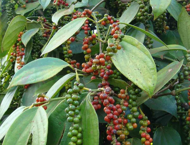 Giá nông sản hôm nay (29/1) Tính chung cả tuần, IPC đánh giá thị trường cho thấy triển vọng khá tích cực khi không có quốc gia nào báo giảm điểm. 