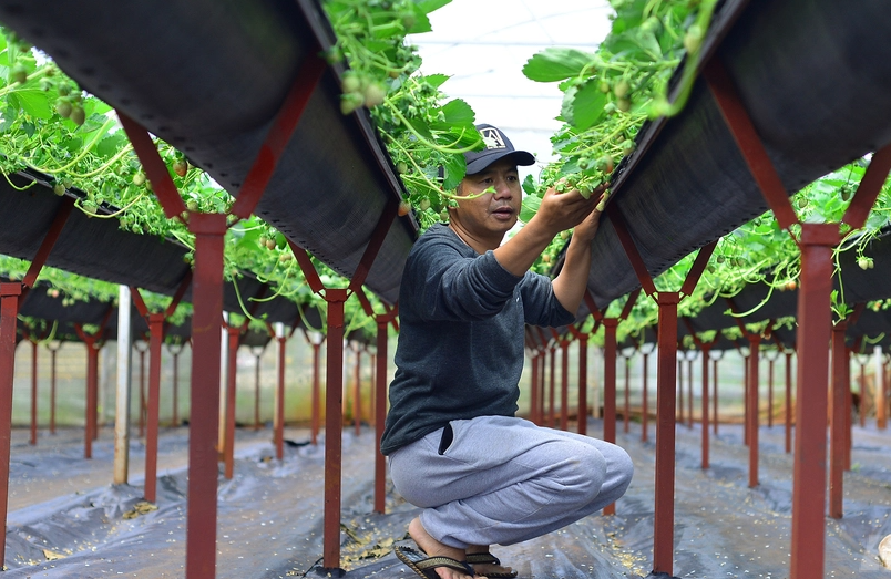 Anh Nam thuyết phục vợ chuyển đổi 2.000 m2 vườn nhà sang trồng dâu tây theo công nghệ hiện đại này. Khởi đầu anh đi tìm mua thiết bị IoT, tìm mua giống dâu nhập từ Nhật, rồi viết phần mềm chăm sóc dâu tây hoàn toàn tự động. Sau đó, thuê một đơn vị lập trình, viết app trên điện thoại để phù hợp với cây dâu tây và hoàn thiện cho toàn hệ thống