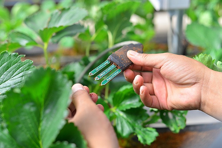 Từ cuối năm 2018, trang trại trồng hoa của anh chị Trần Đức Nam (44 tuổi) và Đặng Thu Hiền (38 tuổi)  ở thôn Lộc Quý, xã Xuân Thọ (Đà Lạt, Lâm Đồng)  bắt đầu chuyển sang trồng dâu tây theo công nghệ Internet vạn vật (Internet of Things - IoT) để giảm bớt nhân công, vật tư, giảm bớt thời gian hiện diện tại trang trại, nhưng mang lại hiệu quả kinh tế cao hơn nhiều lần.